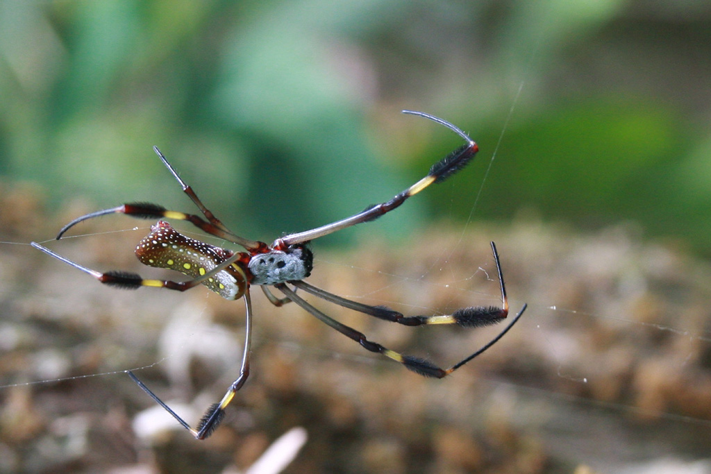 Kostarika - prudce jedovaty pavouk